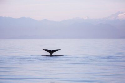 Whale-Watching Tour from Vancouver - Boat Comfort and What to Wear for a Cool, Often Windy Ride