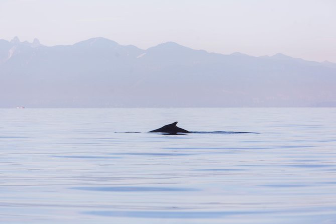 Whale-Watching Tour from Vancouver - Price and Value: What $157.09 Buys on a 3–5 Hour Cruise