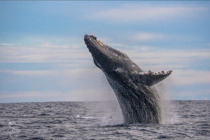 Whale Watching Tour in Cabo San Lucas - Key Highlights You’ll Actually Care About