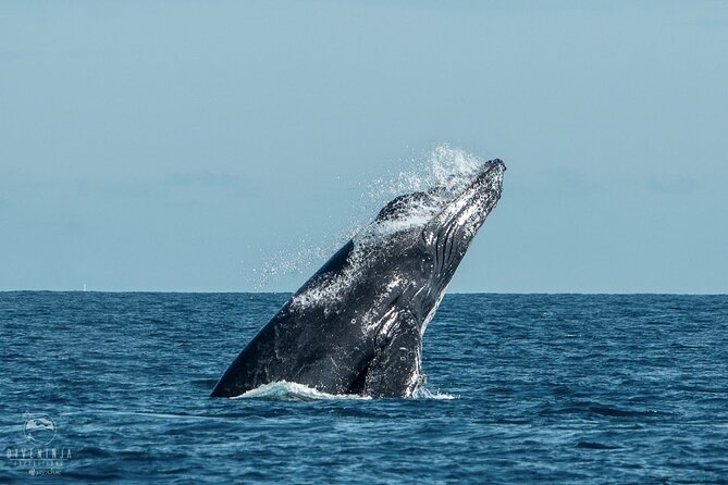 Whale Watching Tour in Cabo San Lucas - When Humpbacks Show Up: Behaviors Worth Watching Up Close