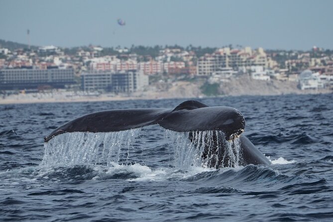 Whale Watching Tour in Cabo San Lucas - Tips to Get the Best Views in Cabo