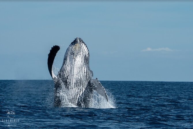 Whale Watching Tour in Cabo San Lucas - Hydrophone Whale Song: The Cool Part That Changes Everything