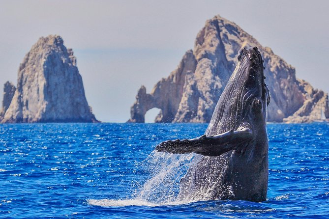 Whale Watching Tour in Glass Bottom Boat (VisitA Cabo) - Key Things to Know Before You Go
