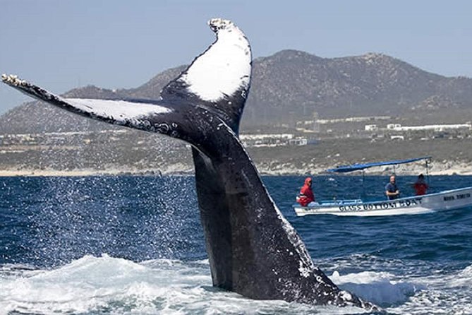 Whale Watching Tour in Glass Bottom Boat (VisitA Cabo) - Glass Bottom Boat Whale Watching in Cabo: What You’re Really Buying