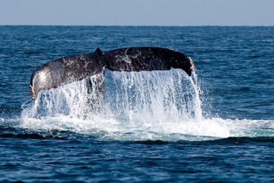 Whale Watching Tour in Glass Bottom Boat (VisitA Cabo) - Getting to the Dock at Blvd. Paseo de la Marina 36 (So You Don’t Miss It)
