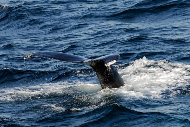 Whale Watching Tour in Gloucester - Key highlights I’d mark on your itinerary
