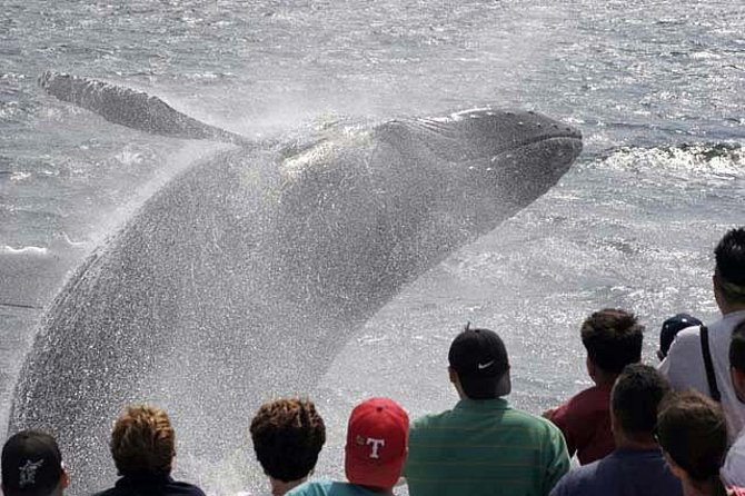 Whale Watching Tour in Gloucester - Gloucester to Stellwagen Bank: why this half-day works