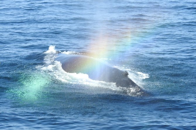 Whale Watching Tour in Gloucester - Your naturalist onboard: what the talks add to the viewing