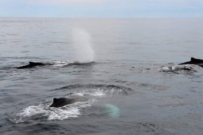 Whale Watching Tour in Gloucester - The Hurricane II: what makes the boat a whale-watching tool