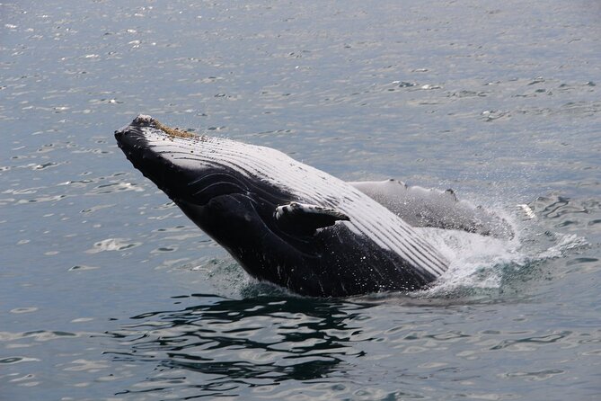 Whale Watching Tour in Gloucester - Value check: is $48 worth your whale time?