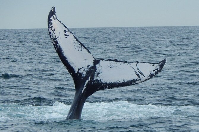Whale Watching Tour in Gloucester - Who should book this Gloucester whale watch (and who should think twice)