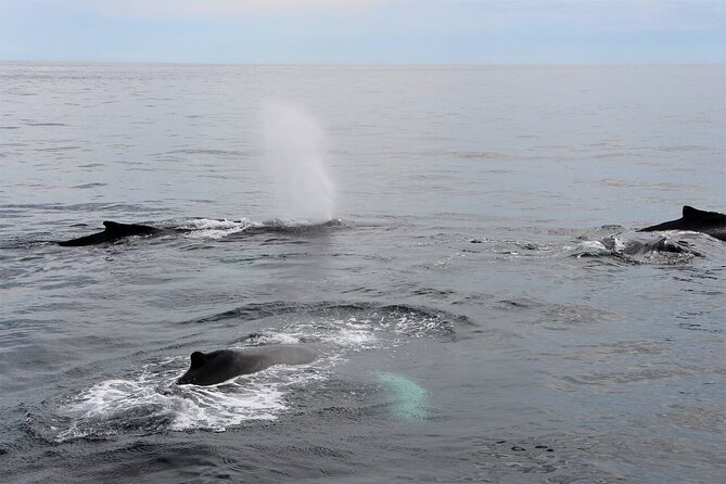 Whale Watching Tour in Gloucester - The Hurricane II: what makes the boat a whale-watching tool