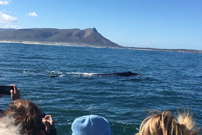 Whale Watching Tour in Hermanus with Hotel Pickup - Betty’s Bay Penguins: A Short Add-On With Big Cuteness Power