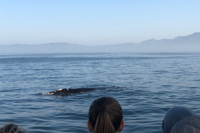 Whale Watching Tour in Hermanus with Hotel Pickup - Who This Tour Fits Best