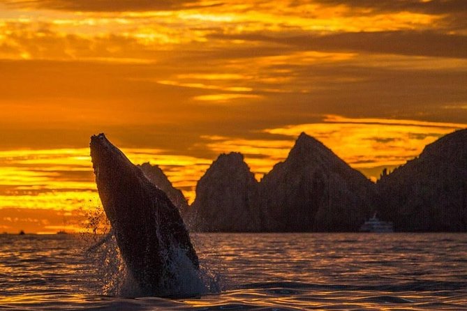 Whale Watching Tour in Los Cabos - Key highlights to look for