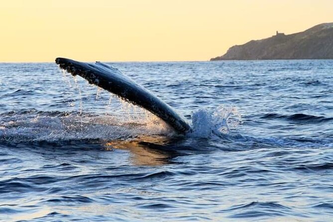 Whale Watching Tour in Los Cabos - The boat vibe: catamaran comfort, music, and the food-and-drink setup