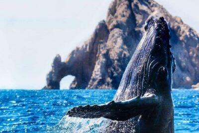 Whale Watching Tour in Los Cabos - The 2-hour catamaran ride: what your time is really used for