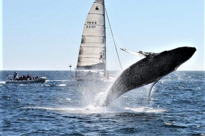 Whale Watching Tour in Los Cabos - Guides and onboard talk: what you’re learning while you watch