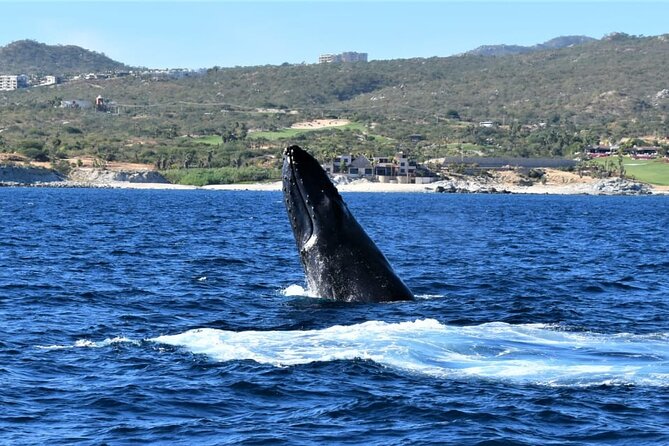 Whale Watching Tour in Los Cabos - Price and value: how $97 stacks up in Cabo