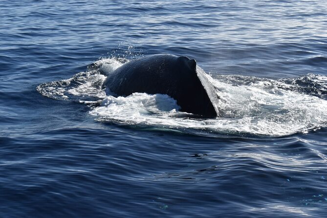 Whale Watching Tour in Los Cabos - Timing Matters: 9:00 AM Departure and Cruise-Port Reality Checks