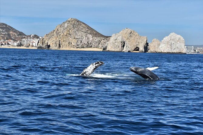 Whale Watching Tour in Los Cabos - How Many People Are on Board (And Why It Matters)
