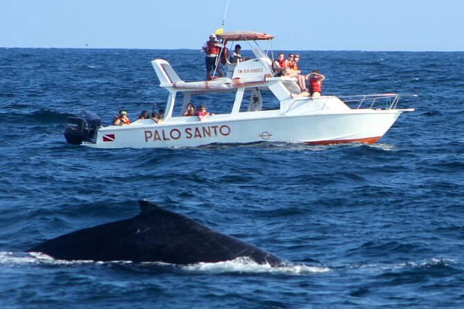 Whale Watching Tour in Samana - Whale Watching in Samaná: the part you’ll remember