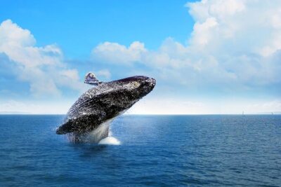 Whale Watching Tour in Samana - Santuario de Ballenas Jorobadas: 2 hours of humpback action