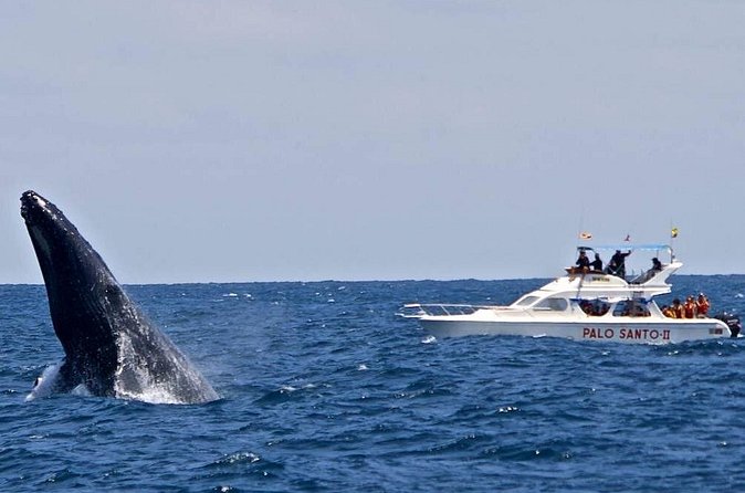 Whale Watching Tour in Samana - Should you book this Whale Watching Tour in Samaná?