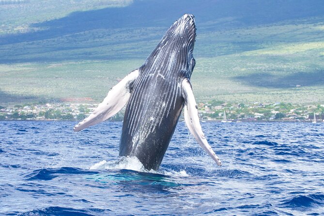 Whale Watching Tour on a Charming Hawaiian Catamaran From Maalaea - Key highlights I’d circle first