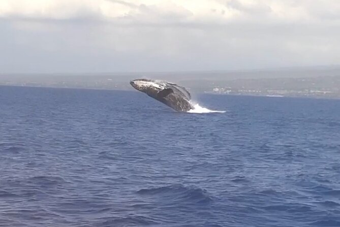 Whale Watching Tour on a Charming Hawaiian Catamaran From Maalaea - Maalaea’s Winona Catamaran: why this setup feels special