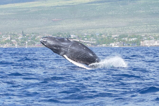 Whale Watching Tour on a Charming Hawaiian Catamaran From Maalaea - Hydrophones and whale songs: the moment that makes it feel real