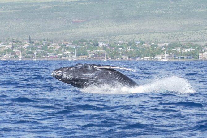 Whale Watching Tour on a Charming Hawaiian Catamaran From Maalaea - Onboard comfort: snacks, drinks, restrooms, and where to sit