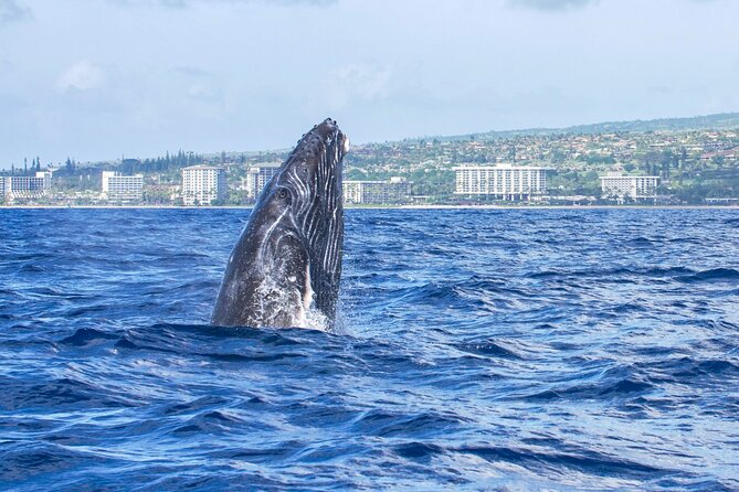 Whale Watching Tour on a Charming Hawaiian Catamaran From Maalaea - Crew approach: spotting effort, respectful behavior, and names you may hear