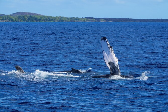 Whale Watching Tour on a Charming Hawaiian Catamaran From Maalaea - Views of West Maui, Molokai, and Lanai that you’ll remember