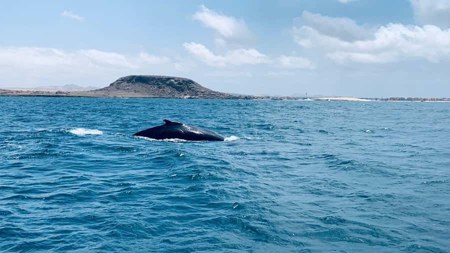 Whale watching tour SEASONAL - Key Things to Know Before You Go