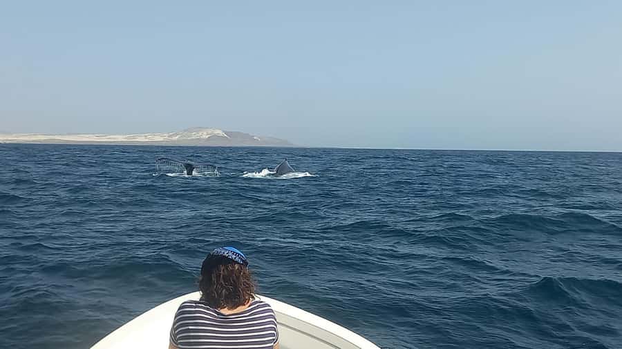 Whale watching tour SEASONAL - Humpback Whale Season on Boa Vista (Mid-February to Late May)