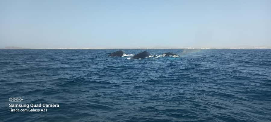 Whale watching tour SEASONAL - What You’ll Do at Sea: How the Day Usually Plays Out