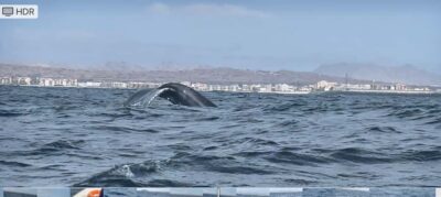 Whale watching tour SEASONAL - Meet Riamar and the On-Board Wildlife Team