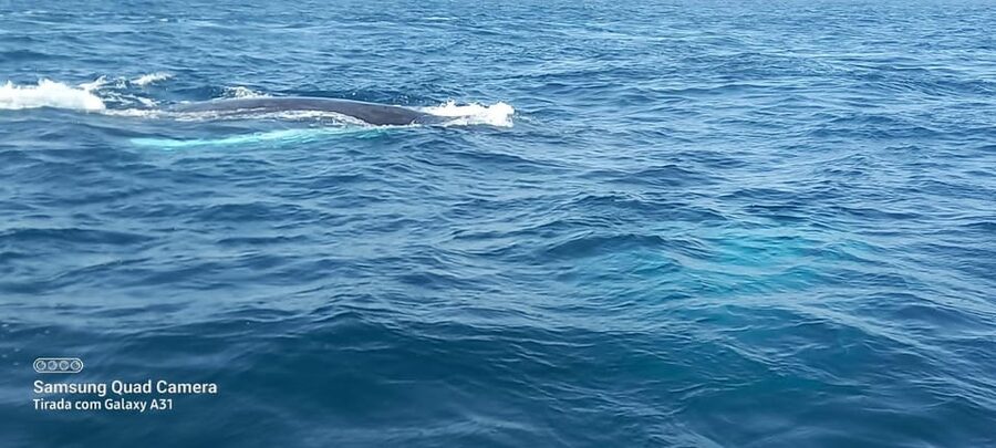 Whale watching tour SEASONAL - Price and Value: 65€ (or $76) for a Rule-Based Whale Trip