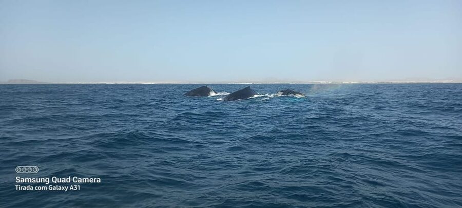 Whale watching tour SEASONAL - Eco-Friendly Whale Watching That Still Feels Fun