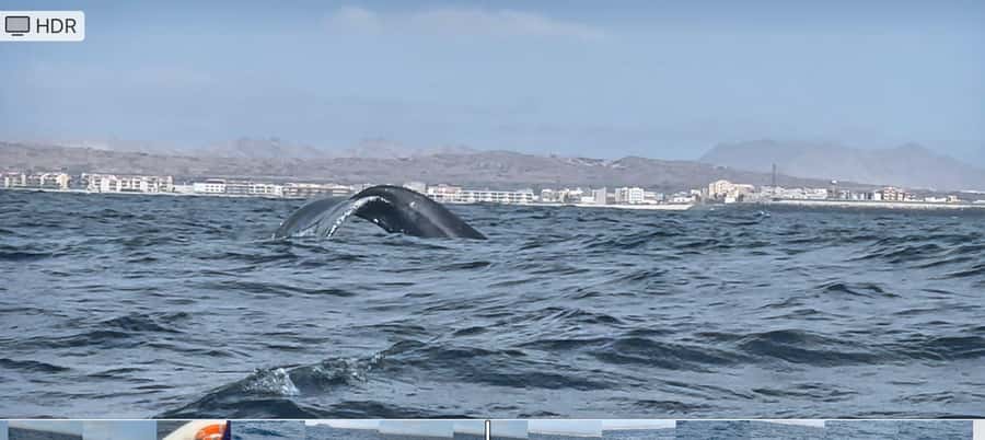 Whale watching tour SEASONAL - Meet Riamar and the On-Board Wildlife Team