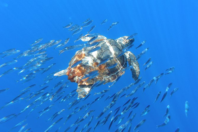 Whale Watching Tour + Vila Franca Islet: Full-day with lunch - Snorkeling gear + time in the water: how to make the most of it