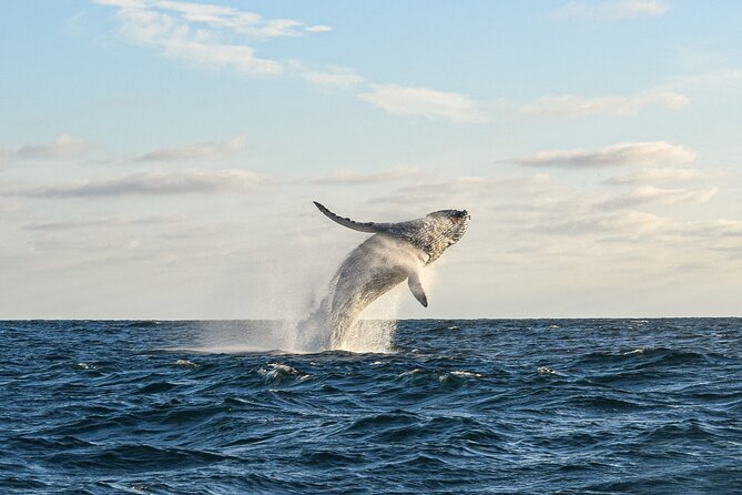 Whale Watching Tour with Arch and Beach in Cabo San Lucas - The Big Picture Itinerary: Arch Pass, Cabo Time, and Beach Payoff