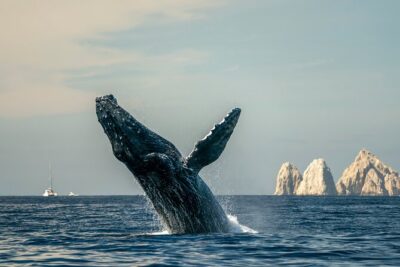 Whale Watching Tour with Arch and Beach in Cabo San Lucas - On the Water: How You’ll Actually See Whales