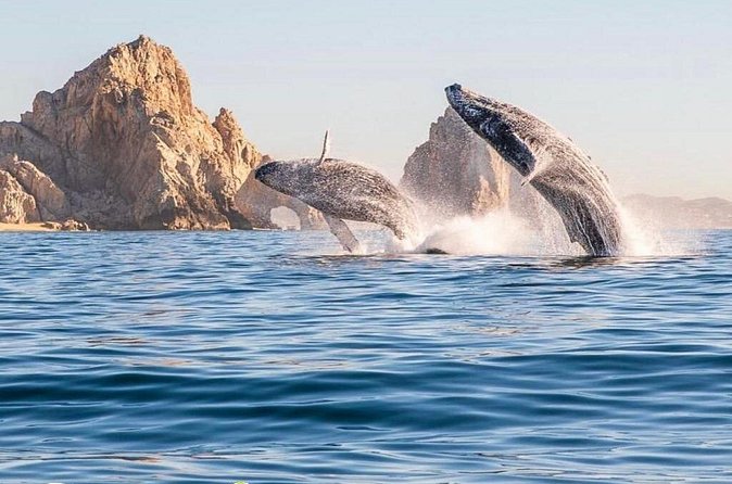 Whale Watching Tour with Arch and Beach in Cabo San Lucas - Time at Lover’s Beach / Divorce Beach: Great If It Fits Your Style
