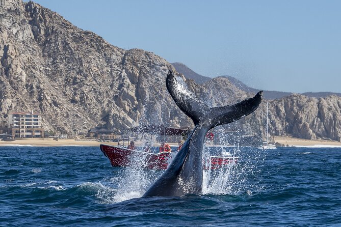 Whale Watching Tour with Arch and Beach in Cabo San Lucas - Language and Crew: Friendly, Helpful, and Sometimes Inconsistent