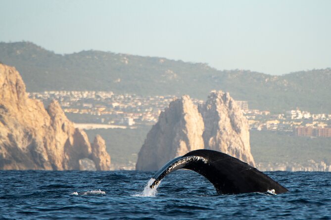 Whale Watching Tour with Arch and Beach in Cabo San Lucas - Crowds on the Water: Why “Lots of Boats” Can Still Be Worth It