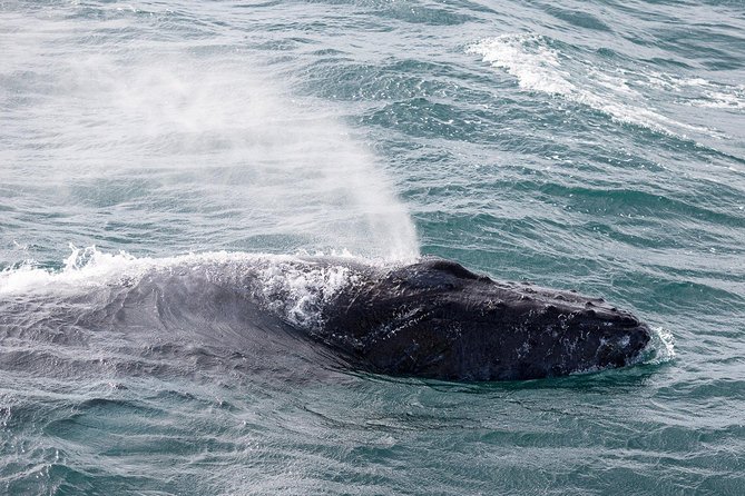 Whale Watching Tour with Professional Guide from Reykjavik - Guides and Local Scouting: How You Get Better Odds