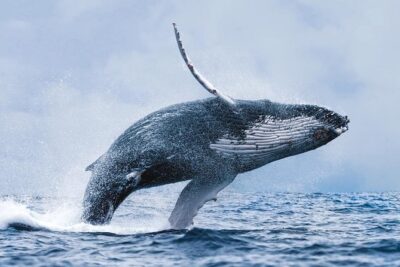 Whale Watching Tour with Professional Guide from Reykjavik - Two Seating Areas and Outdoor Deck Time: Comfort Tactics That Matter