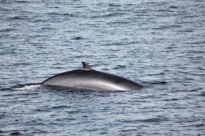 Whale Watching Tour with Professional Guide from Reykjavik - Getting Warm on Board: Overalls, Hot Drinks, and Practical Extras